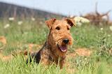 AIREDALE TERRIER 171